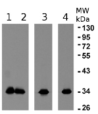 eEF1B-alpha1 an 2 | elongation factor 1B-alpha 1 and 1B-alpha 2 in the group Antibodies Plant/Algal  / DNA/RNA/Cell Cycle / Translation at Agrisera AB (Antibodies for research) (AS10 678)